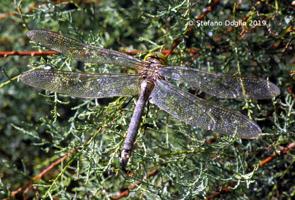 libellula marocchina da identificare... Anax parthenope